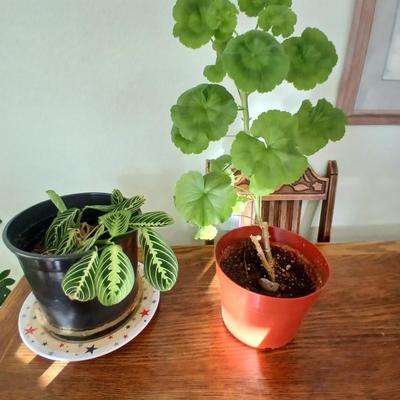 Two live houseplants! Geranium of unknown color and a Maranta leuconeura Prayer plant