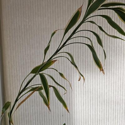 Live plant in nice clay pot Arrowhead plant and variegated Dracaena Sanderiana