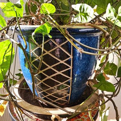 Live plant in nice clay pot Arrowhead plant and variegated Dracaena Sanderiana