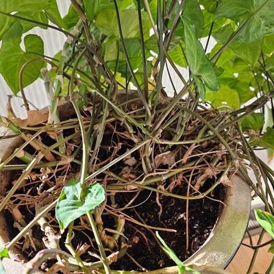 Live plant in nice clay pot Arrowhead plant and variegated Dracaena Sanderiana