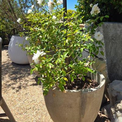 Sale Photo Thumbnail #101: concrete planters with roses