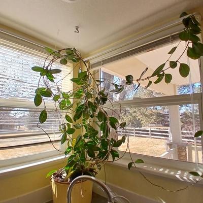 Live houseplant in large pot - Wax Plant - Hoya I believe! Beautiful tall vine Very healthy appearing!