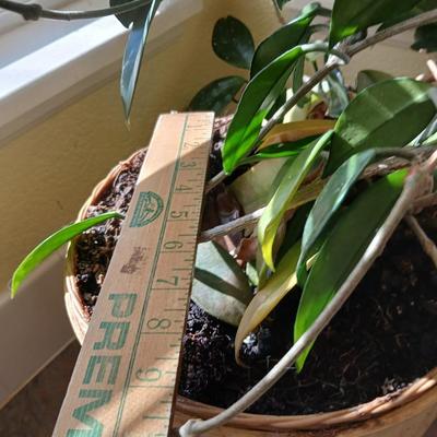 Live houseplant in large pot - Wax Plant - Hoya I believe! Beautiful tall vine Very healthy appearing!