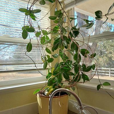 Live houseplant in large pot - Wax Plant - Hoya I believe! Beautiful tall vine Very healthy appearing!