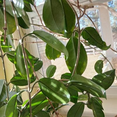 Live houseplant in large pot - Wax Plant - Hoya I believe! Beautiful tall vine Very healthy appearing!