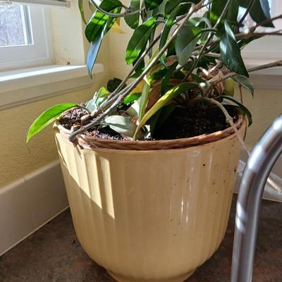 Live houseplant in large pot - Wax Plant - Hoya I believe! Beautiful tall vine Very healthy appearing!