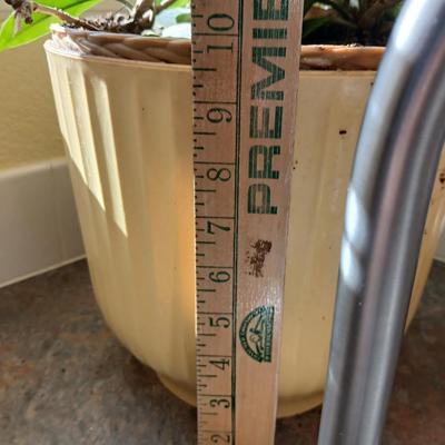 Live houseplant in large pot - Wax Plant - Hoya I believe! Beautiful tall vine Very healthy appearing!