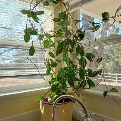 Live houseplant in large pot - Wax Plant - Hoya I believe! Beautiful tall vine Very healthy appearing!