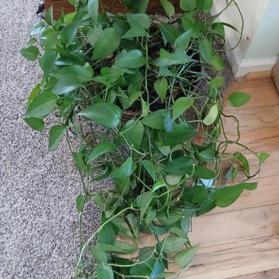 Live plant! Long Pathos vine in beautiful pottery pot - with neat design!