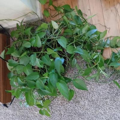 Live plant! Long Pathos vine in beautiful pottery pot - with neat design!