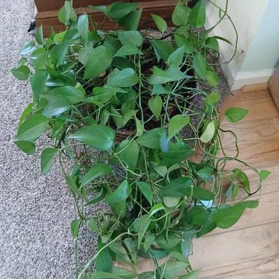 Live plant! Long Pathos vine in beautiful pottery pot - with neat design!