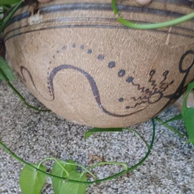 Live plant! Long Pathos vine in beautiful pottery pot - with neat design!