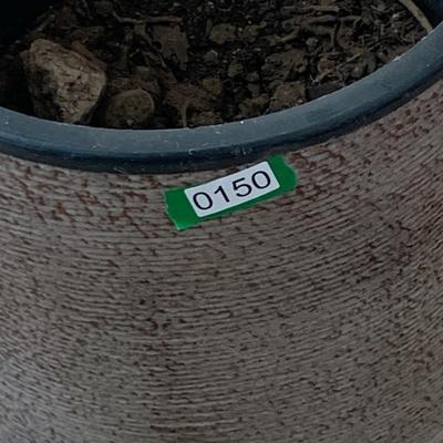 Pottery Planters Lot