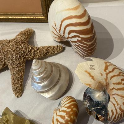 Assorted Sea Shell Decor Items (PB-ES)