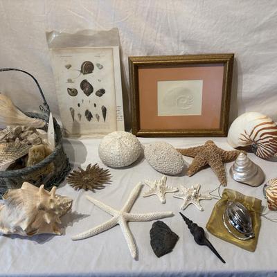 Assorted Sea Shell Decor Items (PB-ES)