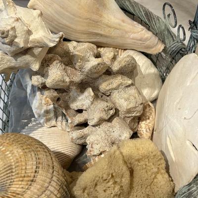 Assorted Sea Shell Decor Items (PB-ES)