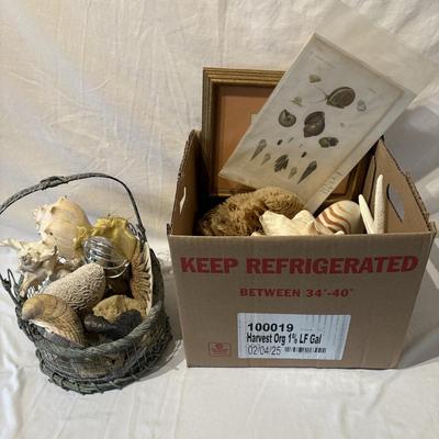 Assorted Sea Shell Decor Items (PB-ES)