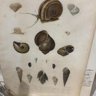 Assorted Sea Shell Decor Items (PB-ES)