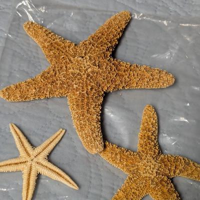 Bahama Souvenirs Trays Shells Starfish (BR2)