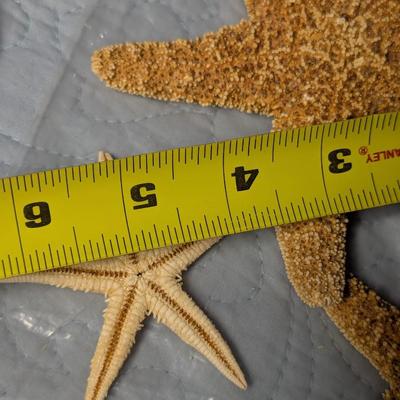 Bahama Souvenirs Trays Shells Starfish (BR2)