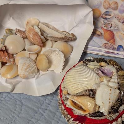 Bahama Souvenirs Trays Shells Starfish (BR2)