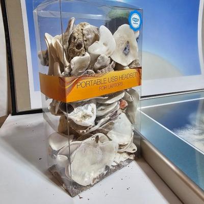 Framed Fish artwork and a collection of seashells and coral and more
