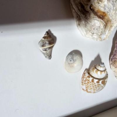 Framed Fish artwork and a collection of seashells and coral and more