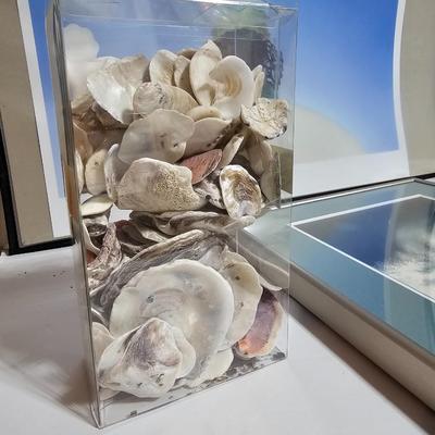 Framed Fish artwork and a collection of seashells and coral and more