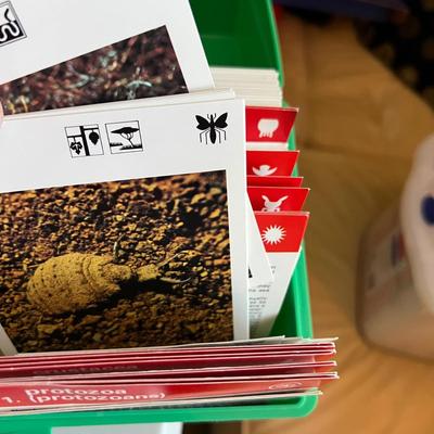 Montessori Educational Sets - Peabody Picture Collection, Wildlife Treasury