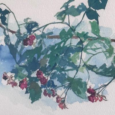Framed and Signed Watercolor of Blackberry Vines (LR-DZ)