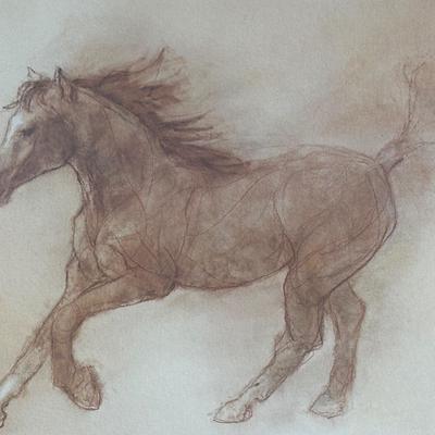 Framed Print of a Horse