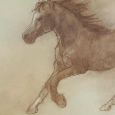 Framed Print of a Horse