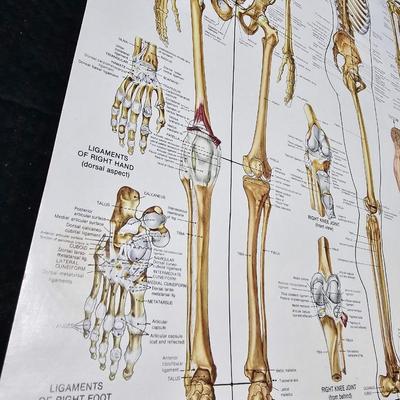 Vintage Skeletal and Muscular System Charts - 1986