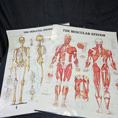 Vintage Skeletal and Muscular System Charts - 1986