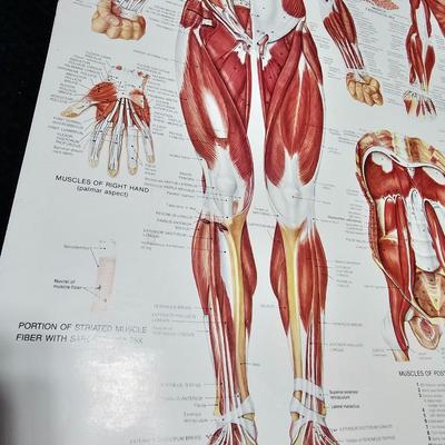 Vintage Skeletal and Muscular System Charts - 1986