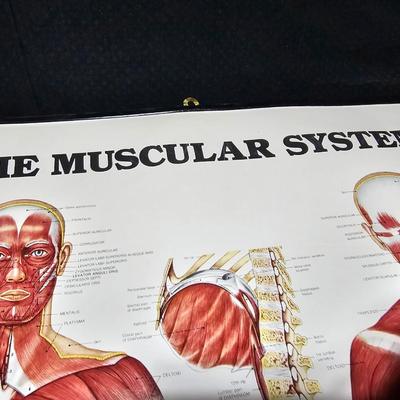 Vintage Skeletal and Muscular System Charts - 1986
