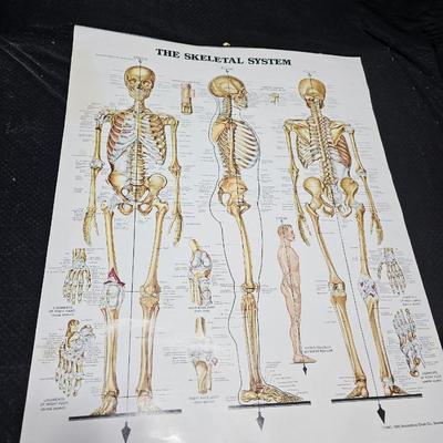 Vintage Skeletal and Muscular System Charts - 1986