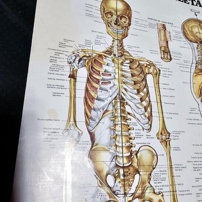 Vintage Skeletal and Muscular System Charts - 1986