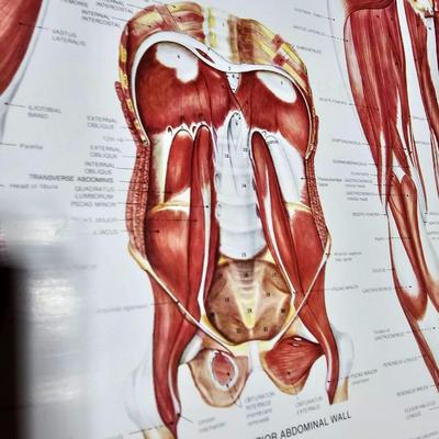 Vintage Skeletal and Muscular System Charts - 1986