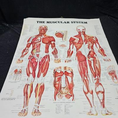 Vintage Skeletal and Muscular System Charts - 1986