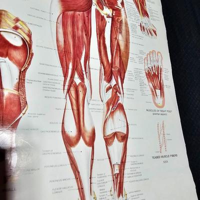 Vintage Skeletal and Muscular System Charts - 1986