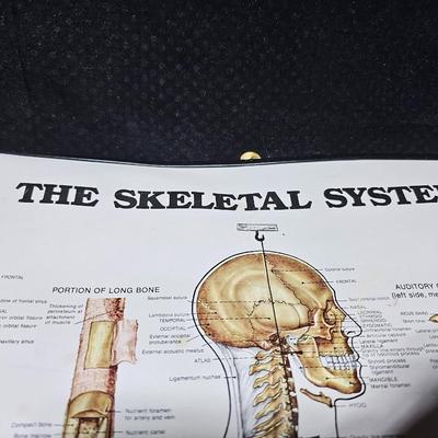 Vintage Skeletal and Muscular System Charts - 1986