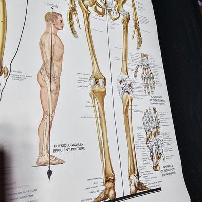 Vintage Skeletal and Muscular System Charts - 1986
