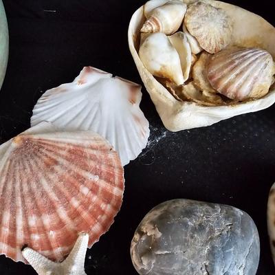 Sea Shell collection - ocean themed decor - Dolphins-glass Sea horse - and more