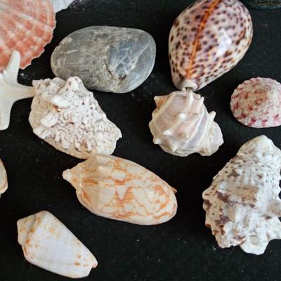 Sea Shell collection - ocean themed decor - Dolphins-glass Sea horse - and more