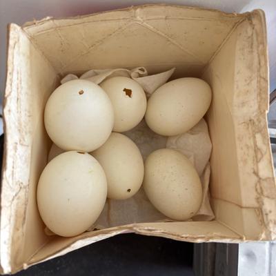 LOT 83: Vintage Metal Egg Carriers (1 w/cardboard insert) & 28 Real White Egg Shells