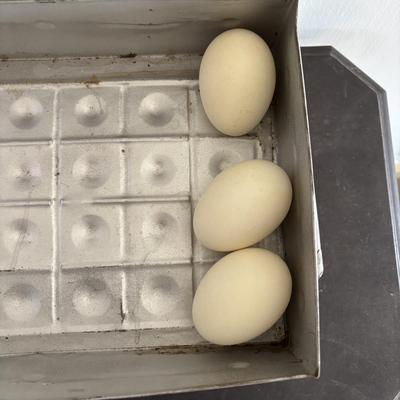 LOT 83: Vintage Metal Egg Carriers (1 w/cardboard insert) & 28 Real White Egg Shells