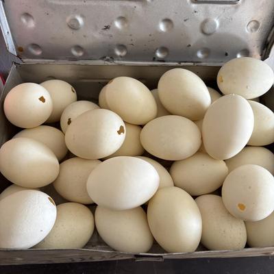 LOT 83: Vintage Metal Egg Carriers (1 w/cardboard insert) & 28 Real White Egg Shells