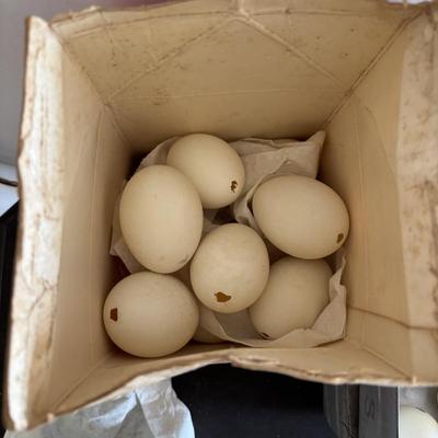 LOT 83: Vintage Metal Egg Carriers (1 w/cardboard insert) & 28 Real White Egg Shells