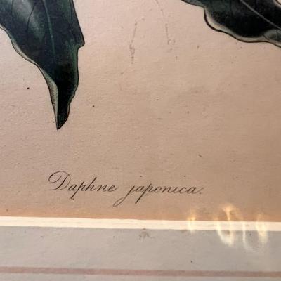 Botanical Art & More (LR-RG)